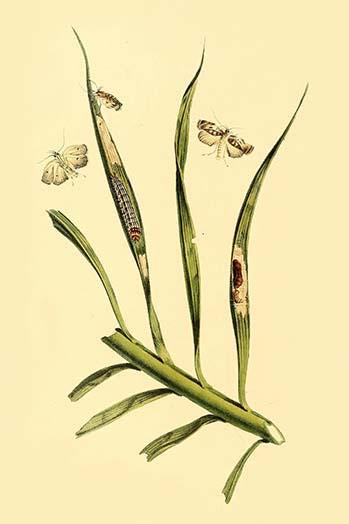 Surinam Butterflies, Moths & Caterpillars Poster Print by Jan Sepp