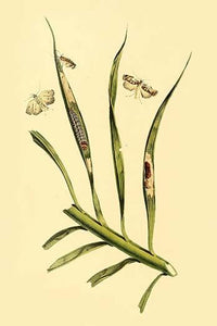 Surinam Butterflies, Moths & Caterpillars Poster Print by Jan Sepp