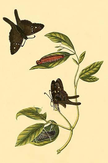Surinam Butterflies, Moths & Caterpillars Poster Print by Jan Sepp