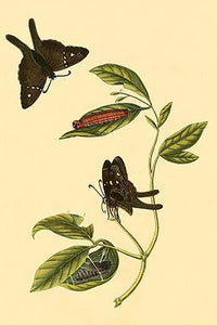 Surinam Butterflies, Moths & Caterpillars Poster Print by Jan Sepp