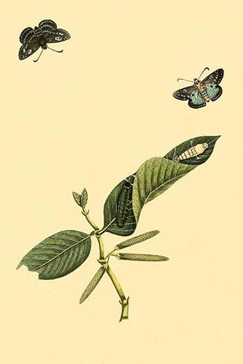 Surinam Butterflies, Moths & Caterpillars Poster Print by Jan Sepp