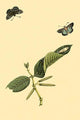 Surinam Butterflies, Moths & Caterpillars Poster Print by Jan Sepp