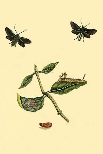 Surinam Butterflies, Moths & Caterpillars Poster Print showcasing vibrant insect illustrations.