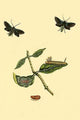 Surinam Butterflies, Moths & Caterpillars Poster Print showcasing vibrant insect illustrations.