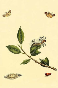 Surinam Butterflies, Moths & Caterpillars Poster Print by Jan Sepp