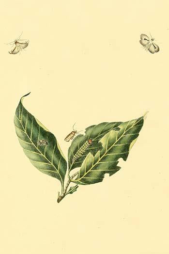 Surinam Butterflies, Moths & Caterpillars Poster Print by Jan Sepp, colorful nature artwork.