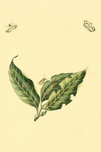 Surinam Butterflies, Moths & Caterpillars Poster Print by Jan Sepp, colorful nature artwork.