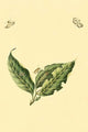 Surinam Butterflies, Moths & Caterpillars Poster Print by Jan Sepp, colorful nature artwork.