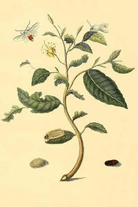 Surinam Butterflies, Moths & Caterpillars Poster Print by Jan Sepp
