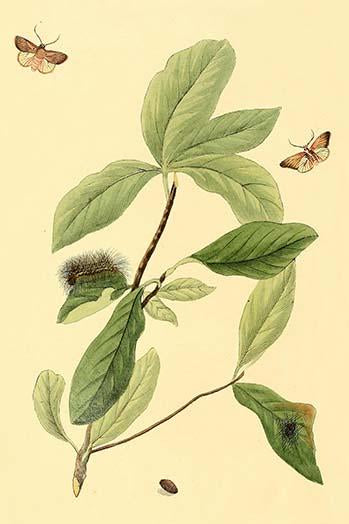 Surinam Butterflies, Moths & Caterpillars Poster Print by Jan Sepp