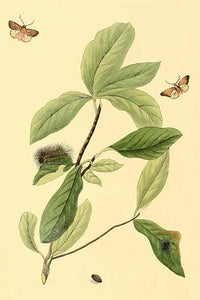 Surinam Butterflies, Moths & Caterpillars Poster Print by Jan Sepp