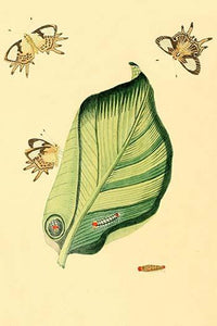Surinam Butterflies, Moths & Caterpillars Poster Print by Jan Sepp showcasing vibrant colors and details.