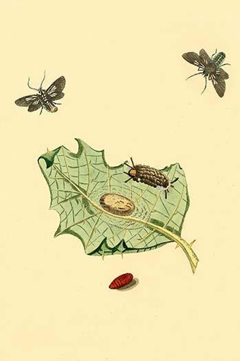 Surinam Butterflies, Moths & Caterpillars Poster Print showcasing colorful insect illustrations.