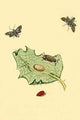 Surinam Butterflies, Moths & Caterpillars Poster Print showcasing colorful insect illustrations.