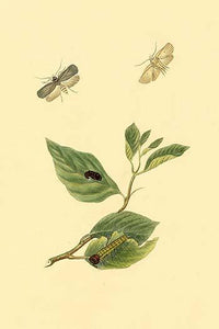 Surinam Butterflies, Moths & Caterpillars Poster Print by Jan Sepp, showcasing detailed illustrations of butterflies and moths.