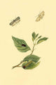 Surinam Butterflies, Moths & Caterpillars Poster Print by Jan Sepp, showcasing detailed illustrations of butterflies and moths.
