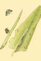 Surinam Butterflies, Moths & Caterpillars Poster Print by Jan Sepp