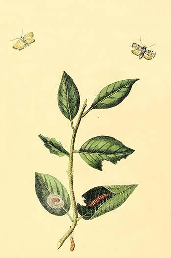 Surinam Butterflies, Moths & Caterpillars Poster Print by Jan Sepp, showcasing colorful butterflies and moths.
