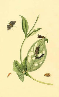Surinam Butterflies, Moths & Caterpillars Poster Print by Jan Sepp