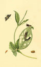 Surinam Butterflies, Moths & Caterpillars Poster Print by Jan Sepp