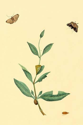 Surinam Butterflies, Moths & Caterpillars Poster Print by Jan Sepp