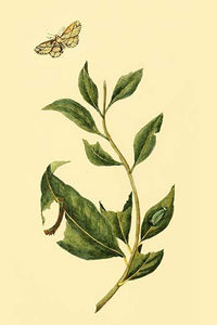Surinam Butterflies, Moths & Caterpillars Poster Print by Jan Sepp