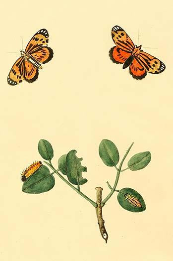 Surinam Butterflies, Moths & Caterpillars Poster Print by Jan Sepp.