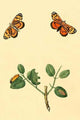 Surinam Butterflies, Moths & Caterpillars Poster Print by Jan Sepp.