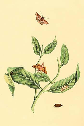 Surinam Butterflies, Moths & Caterpillars Poster Print by Jan Sepp