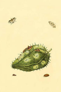 Surinam Butterflies, Moths & Caterpillars Poster Print by Jan Sepp showcasing vibrant insects.