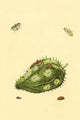 Surinam Butterflies, Moths & Caterpillars Poster Print by Jan Sepp showcasing vibrant insects.