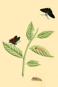 Surinam Butterflies, Moths & Caterpillars Poster Print by Jan Sepp