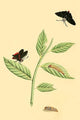 Surinam Butterflies, Moths & Caterpillars Poster Print by Jan Sepp