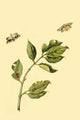 Surinam Butterflies, Moths & Caterpillars Poster Print by Jan Sepp