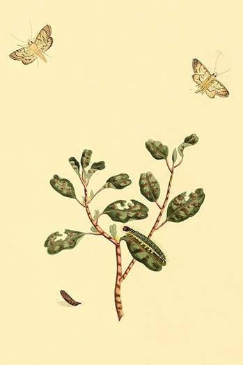 Surinam Butterflies, Moths & Caterpillars Poster Print by Jan Sepp