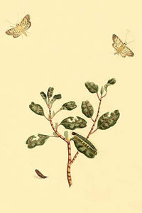 Surinam Butterflies, Moths & Caterpillars Poster Print by Jan Sepp