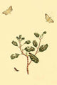 Surinam Butterflies, Moths & Caterpillars Poster Print by Jan Sepp