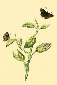 Surinam Butterflies, Moths & Caterpillars Poster Print by Jan Sepp showcasing vibrant illustrations.