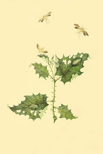 Surinam Butterflies Moths and Caterpillars Poster Print by Jan Sepp