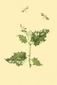 Surinam Butterflies Moths and Caterpillars Poster Print by Jan Sepp