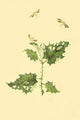 Surinam Butterflies Moths and Caterpillars Poster Print by Jan Sepp