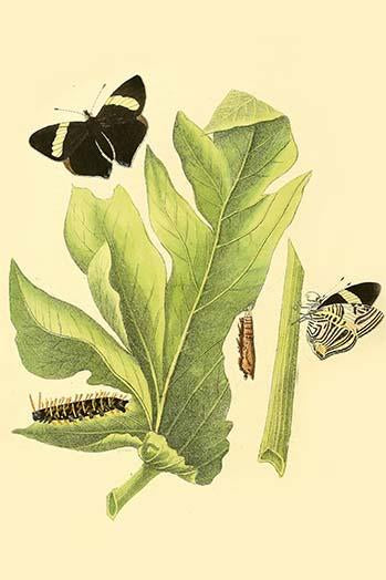 Surinam Butterflies, Moths & Caterpillars Poster Print by Jan Sepp, colorful nature artwork