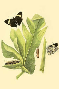 Surinam Butterflies, Moths & Caterpillars Poster Print by Jan Sepp, colorful nature artwork