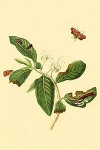 Surinam Butterflies, Moths & Caterpillars Poster Print by Jan Sepp