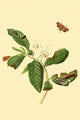 Surinam Butterflies, Moths & Caterpillars Poster Print by Jan Sepp