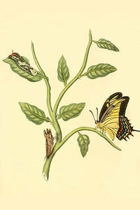 Surinam Butterflies, Moths & Caterpillars Poster Print by Jan Sepp