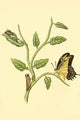 Surinam Butterflies, Moths & Caterpillars Poster Print by Jan Sepp