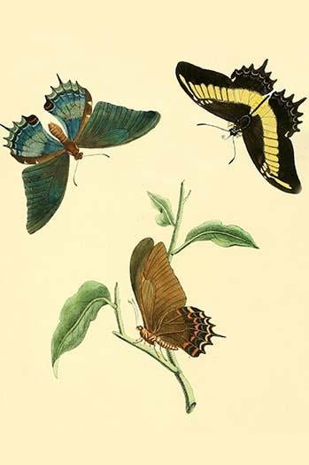 Surinam Butterflies, Moths & Caterpillars Poster Print by Jan Sepp