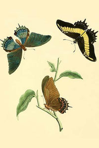 Surinam Butterflies, Moths & Caterpillars Poster Print by Jan Sepp