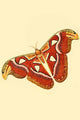 Surinam Butterflies, Moths & Caterpillars Poster Print by Jan Sepp